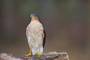 Eurasian Sparrowhawk (Accipiter nisus) adult male, perched on log in oak woodland, Norfolk, England, december