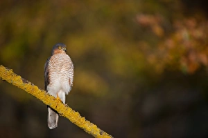 Eurasian Sparrowhawk (Accipiter nisus) adult male, perched on branch in oak woodland, Norfolk, England, december