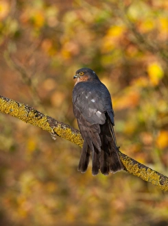 Eurasian Sparrowhawk (Accipiter nisus) adult male, perched on branch in oak woodland, Norfolk, England, december