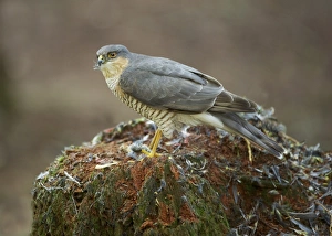 Eurasian Sparrowhawk (Accipiter nisus) adult male, feeding on bird prey at plucking post, Dumfries and Galloway