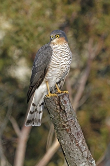 Eurasian Sparrowhawk (Accipiter nisus) adult male, perched on stump, Abernethy Forest, Strathspey, Cairngorms N. P