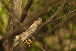 Hawk Prints: Eurasian Sparrowhawk (Accipiter nisus) immature