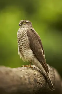 Eurasian Sparrowhawk (Accipiter nisus) immature female, perched on log in woodland, Hungary, May