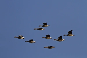 Geese Prints: Eurasian Sparrowhawk (Accipiter nisus) juvenile, in flight, Norfolk, England, November