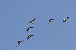 Eurasian Sparrowhawk (Accipiter nisus) juvenile, in flight, Norfolk, England, November