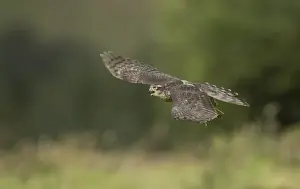 Eurasian Sparrowhawk (Accipiter nisus) juvenile male, in flight, Yorkshire, England, August