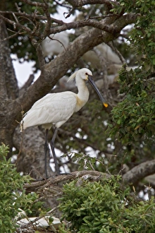 Donana Prints: Eurasian Spoonbill in breeding plumage - Coto Donana, Spain