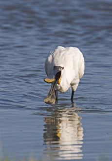 Spoon Bill Prints: Eurasian Spoonbill (Platalea leucorodia) adult
