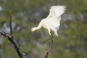 Eurasian Spoonbill (Platalea leucorodia) adult, flapping wings, landing on branch, Keoladeo Ghana N. P. (Bharatpur), Rajasthan, India
