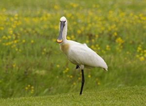 Eurasian Spoonbill (Platalea leucorodia) adult, breeding plumage, standing on one leg, Netherlands, May