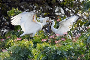 Eurasian Spoonbill (Platalea leucorodia) adult, breeding plumage, feeding young, standing at nest in tree