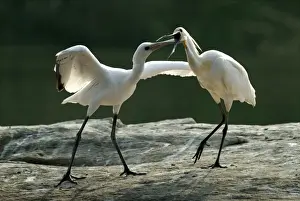Begging Prints: Eurasian Spoonbill (Platalea leucorodia) adult feeding juvenile, Mysore, Karnataka, India