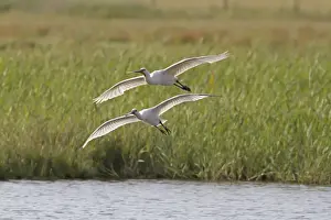 Eurasian Spoonbill (Platalea leucorodia) adult and juvenile, in flight, landing in marshland, Cley Marshes Reserve