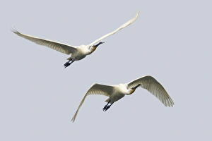 Rajasthan Prints: Eurasian Spoonbill (Platalea leucorodia) two adults
