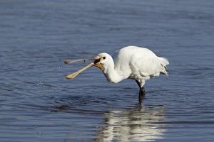 Eurasian Spoonbill (Platalea leucorodia) juvenile, feeding in shallow water, Guernsey, Channel Islands, May