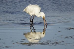 Eurasian Spoonbill (Platalea leucorodia) juvenile, feeding in shallow water, Guernsey, Channel Islands, May