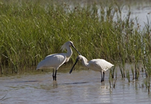 Donana Prints: Eurasian Spoonbills feeding - Coto Donana, Spain