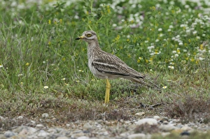 Eurasian Stone-curlew (Burhinus oedicnemus) adult, standing amongst wildflowers, Lemnos, Greece, May