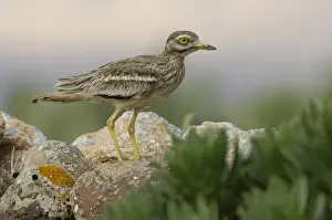 Macaronesia Prints: Eurasian Stone-curlew (Burhinus oedicnemus insularum) adult