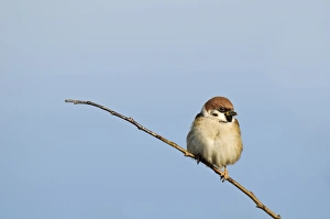 Eurasian Tree Sparrow (Passer montanus) adult, perched on twig, Bempton Cliffs RSPB Reserve, Bempton, East Yorkshire
