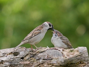 Eurasian Tree Sparrow (Passer montanus) adult, feeding chick, perched on branch, Bulgaria, May