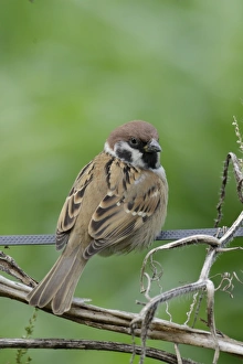 Oriental Prints: Eurasian Tree Sparrow (Passer montanus) adult