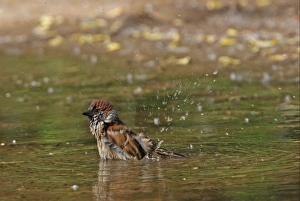 Sparrow Prints: Eurasian Tree Sparrow (Passer montanus) adult, bathing in puddle, Beijing, China, may