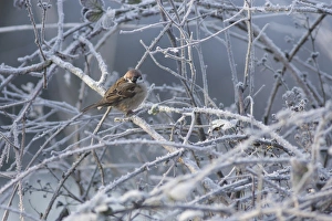Eurasian Tree Sparrow (Passer montanus) adult, perched on frosty twigs, Fairburn Ings RSPB Reserve, West Yorkshire, England, january