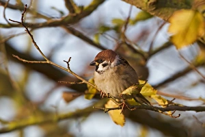 Eurasian Tree Sparrow (Passer montanus) adult, perched on twig in birch tree, Warwickshire, England, november
