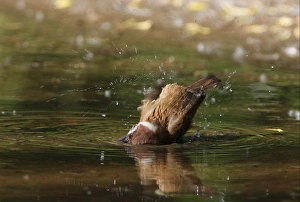 Eurasian Tree Sparrow (Passer montanus) adult, bathing in puddle, Beijing, China, may