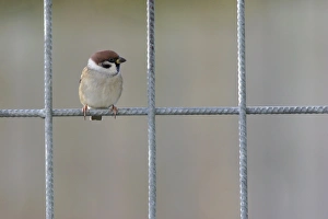 Eurasian Tree Sparrow (Passer montanus) adult, perched on fence, Yorkshire, England, november