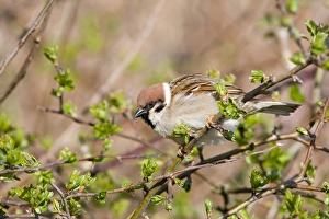 Eurasian Tree Sparrow (Passer montanus) adult, perched on twig, East Yorkshire, England, april