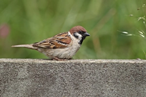 Eurasian Tree Sparrow (Passer montanus) adult, perched on wooden railing, Yorkshire, England, july