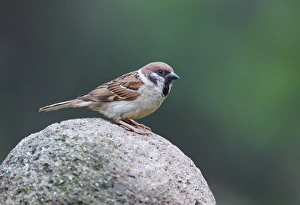 Eurasian Tree Sparrow (Passer montanus) adult, standing on rock, Bulgaria, June