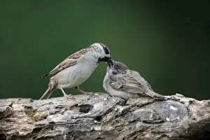 Eurasian Tree Sparrow (Passer montanus) adult male, feeding chick, perched on branch, Bulgaria, May