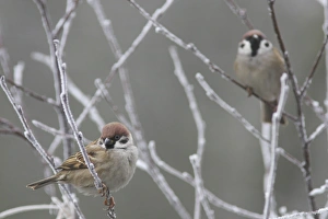 Sparrow Prints: Eurasian Tree Sparrow (Passer montanus) two adults