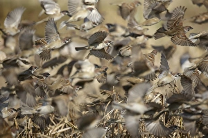 Oriental Prints: Eurasian Tree Sparrow (Passer montanus) flock