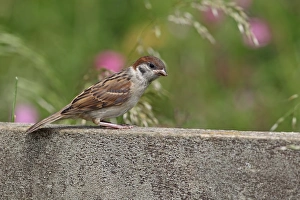 Eurasian Tree Sparrow (Passer montanus) juvenile, perched on wooden railing, Yorkshire, England, july