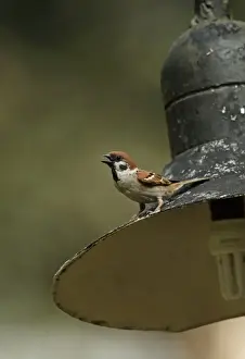Eurasian Tree Sparrow (Passer montanus malaccensis) adult, calling, perched on outside light fitting, Taman Negara N. P