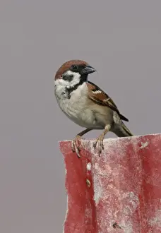 Sparrow Prints: Eurasian Tree Sparrow (Passer montanus malaccensis) adult