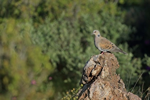 Eurasian Turtle-dove (Streptopelia turtur) adult, perched on rock, Lesvos, Greece, May