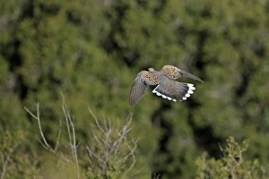 Eurasian Turtle-dove (Streptopelia turtur) adult, in flight, Lesvos, Greece, May