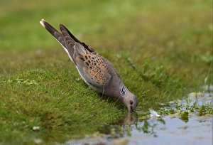 Eurasian Turtle-dove (Streptopelia turtur) adult, drinking at pond, Norfolk, England, july