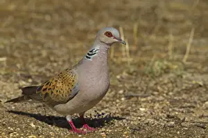 Eurasian Turtle-dove (Streptopelia turtur) adult male, standing on ground, Northern Spain, july