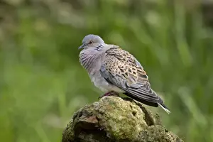 Eurasian Turtle-dove (Streptopelia turtur) adult male, calling, standing on rock, England, april