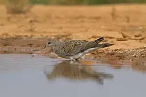 Eurasian Turtle-dove (Streptopelia turtur) juvenile, drinking at pool, Aragon, Spain, july