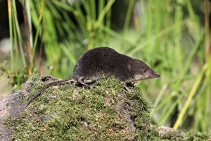 Insectivore Prints: Eurasian Water Shrew (Neomys fodiens) adult, standing on moss, Warwickshire, England, july