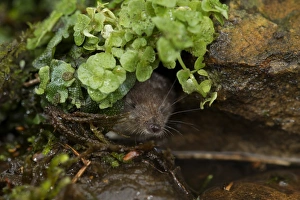 Eurasian Water Shrew (Neomys fodiens) adult, looking out from amongst vegetation on pond bank, South Yorkshire, England, july