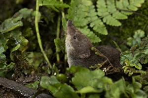 Eurasian Water Shrew (Neomys fodiens) adult, standing amongst vegetation on pond bank, South Yorkshire, England, july