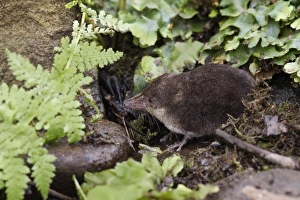 Eurasian Water Shrew (Neomys fodiens) adult, standing on pond bank, South Yorkshire, England, july